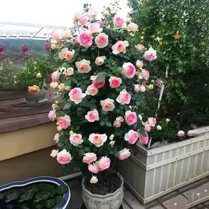 Four Seasons Rose Seeds 200 for Mosquito and Insect Repellent - Heat, Cold & High-Temperature Resistant, Open All Year Round