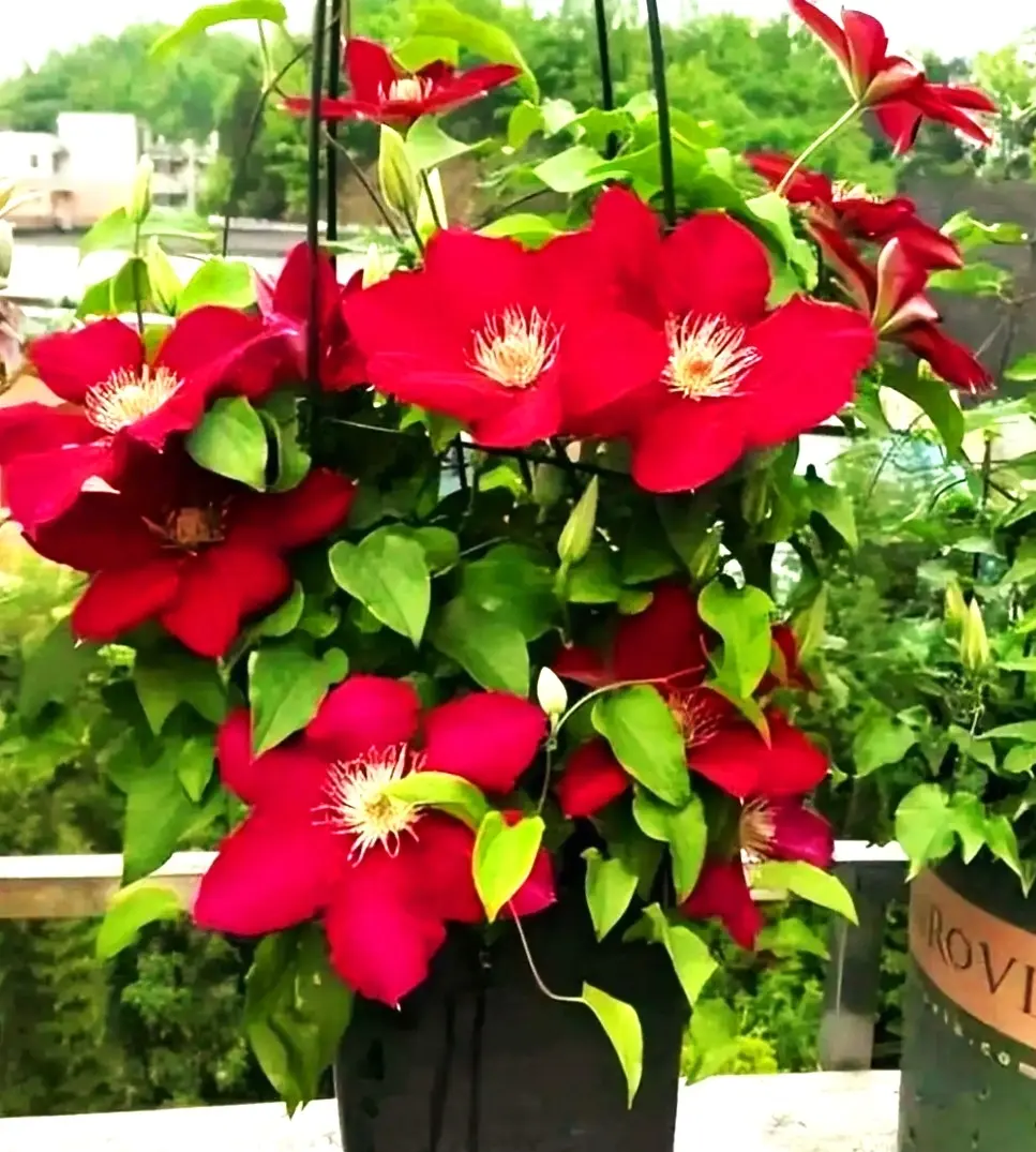100 Clematis Seeds - Rouge- Bold and Beautiful Flowering Vine Perennial