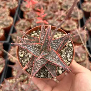Aloe Purple Haze, Pink Succulent, Rare Succulent, Live Plant in 4'' pot