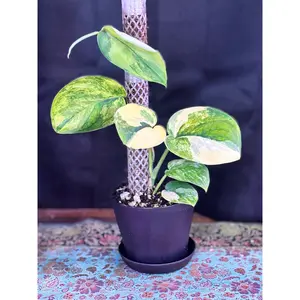 Scindapsus Jade Aurea Variegated Rare Mounted curio botanica