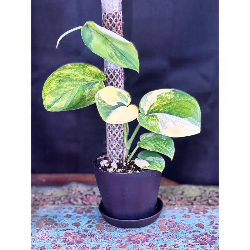 Scindapsus Jade Aurea Variegated Rare Mounted curio botanica