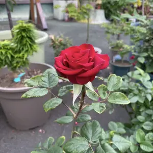 Live red rose plant - blooming flowers, suitable for indoor and outdoor planting (send bare root rose seedlings)