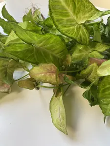 Arrowheads- for Aquariums, Terrariums, or Houseplants with slightly pink tinted leaves