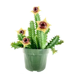 Lifesaver Cactus - Live Plant in a 4 Inch Pot - Huernia Zebrina - Extremely Rare Cactus Succulent from Florida