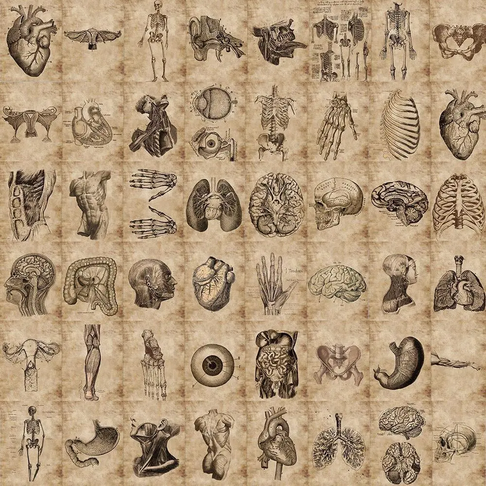 Human Organ Pattern Assorted Sticker, 50pcs Creative Multi-purpose Decorative Sticker for DIY Craft, Unique Gift Ideas Hand Account Decoration, Art Stickers, Scrapbook Accessory, Scrapbooking Ephemera