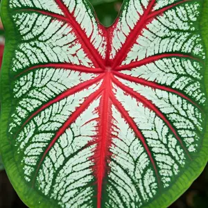 2 Carolyn Whorton Caladium Bulbs for Planting - Perennial Hosta, Elephant Ears, Fancy (2 Bulbs)