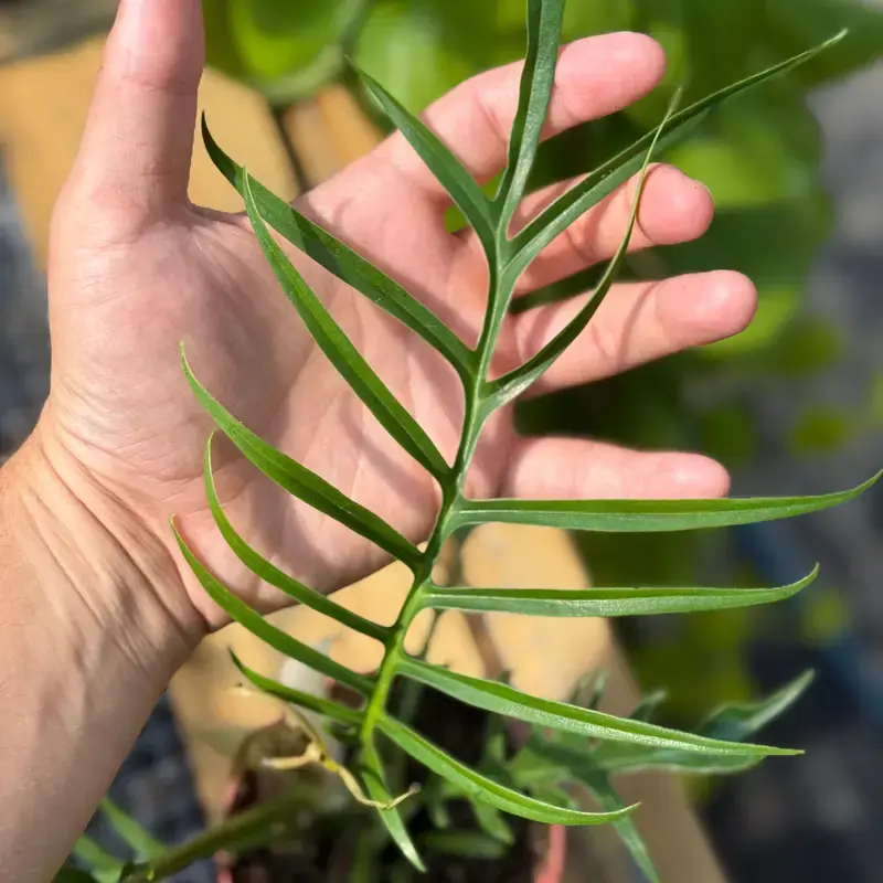 Philodendron Tortum 4 Potted Live Plant - Rare Exotic Houseplant - Skeleton  Foliage - Fern-Like Leaves - Tropical Gift - Unique Indoor Plant -  Multi-Lobed Aroid - Collector's Item - Architectural Plant - Statement  Greenery - TikTok Shop