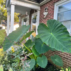 Beautiful Giant Elephant Ears Plant
