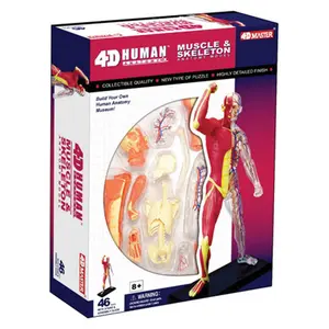 Tedco Toys  4D Human Anatomy Muscle & Skeleton Model