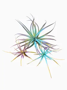 Winter 3 Pack Air Plants Blue/Purple Theme Live Air Plants Air Purifying No Soil Needed Easy Care Indoor Plant Colorful Decoration Plant for Holiday Gift Ideas
