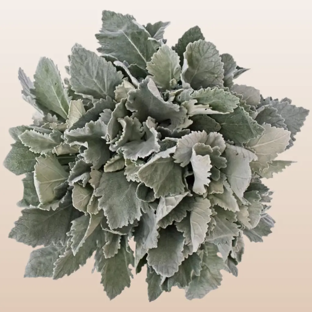 Dusty Miller Broad Leaf 40cm 60 Stems Silvery Gray Foliage for Wedding Bouquets & Winter Arrangements