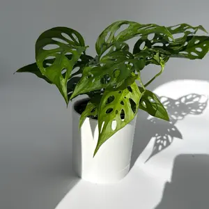 Monstera Adansonii Swiss Cheese 4" Pot  Garden Interior Plant for Indirect Bright Light Water When Top 2" Dry