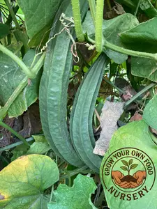 Open Pollinated Heirloom Angled Luffa, Loofah (luffa acutangula) 10 Non GMO Seeds