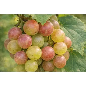 Summit Muscadine Grape Vine – 2-Year Bare Root Grape Plants – Produces Sweet, Bronze Grapes – Vigorous & Productive Vine – From Hand Picked Nursery