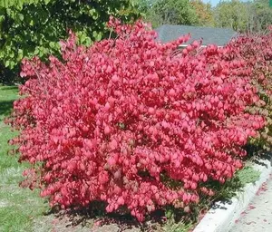 10 Dwarf Burning Bush bare root plants Euonymus alatus shrub