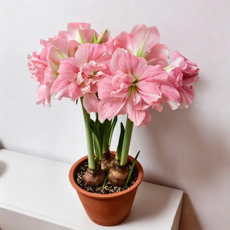 Novice-Friendly Amaryllis Flower Bulbs, Fast-Growing, Eye-Catching Garden Ornament for Home Improvement Garden Supplies