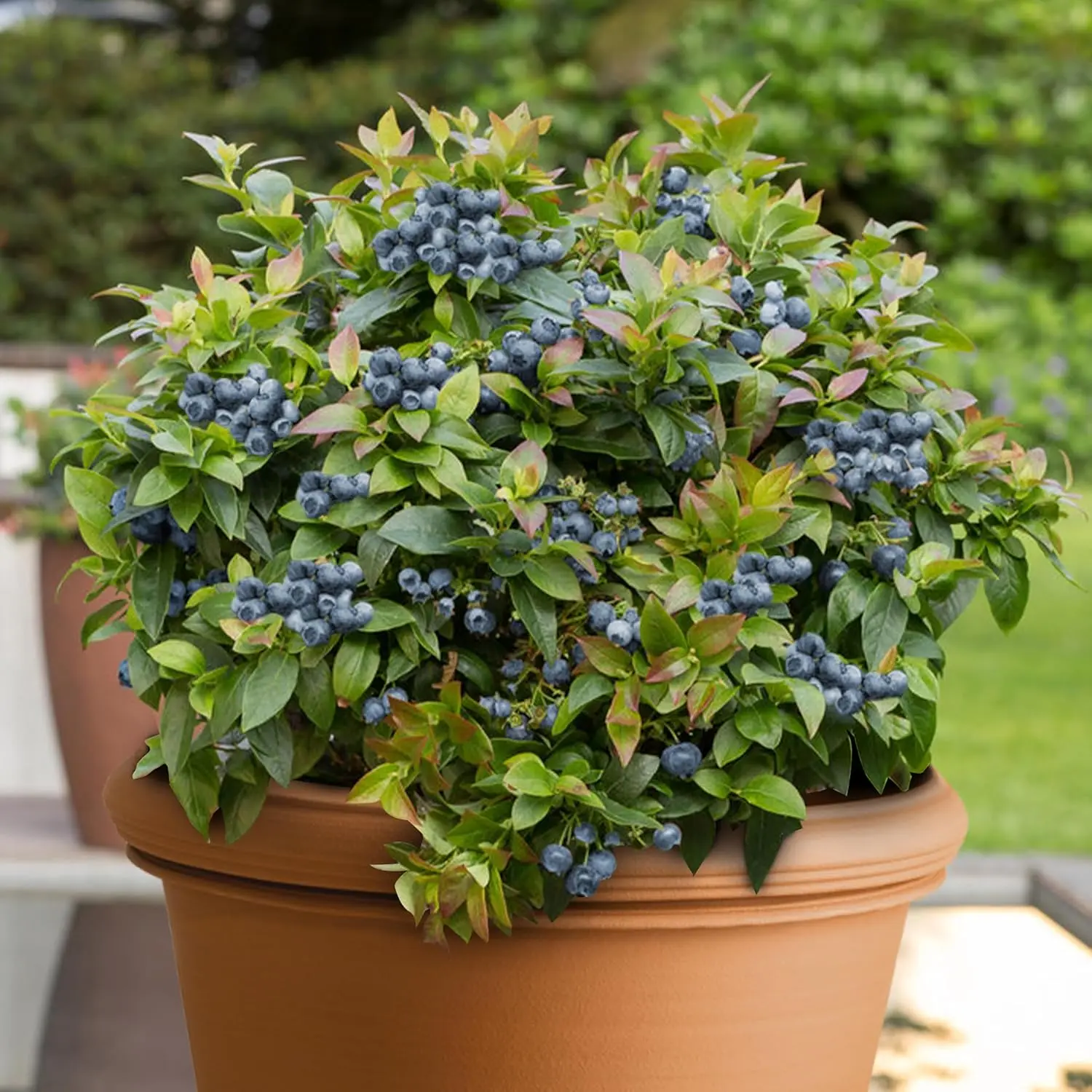 purple ceramic plant pots Blue Fleur de Lis Ceramic Planter