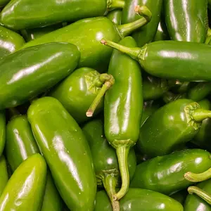Heirloom Jalapeño Hot Pepper Seeds - Organic and Regenerative Gardening Seeds