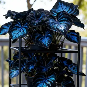 Hosta Seeds Perennial Shade Plant for Garden and Yard Non-GMO USA Made with Instructions for Easy Care and Versatile Growth