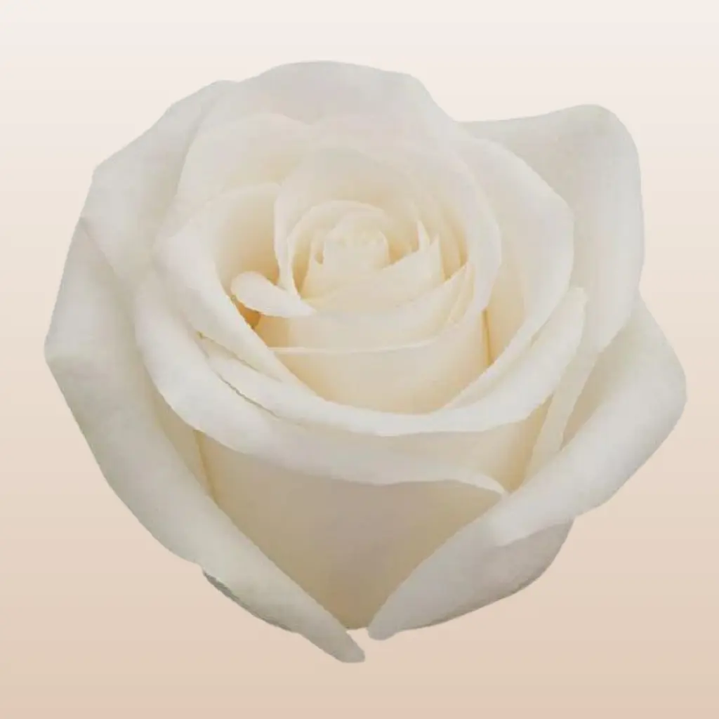 Vendela Fresh Roses Cream Ivory Variety - Large 5.5-6.0cm Cup-Shaped Bloom with 37 Petals - Perfect for Weddings & Centerpieces - 25-Stem Bunches