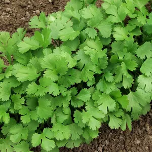 TomorrowSeeds - Leisure Cilantro Seeds -  Slow Bolting Mexican Coriander Culantro Parsley Herb Garden Non GMO Vegetable Seed For 2024