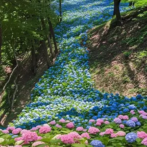 300PCS Vibrant Hydrangea Seeds – Long-Lasting Blooms for Shaded Gardens, Pathways, and Backyard Borders