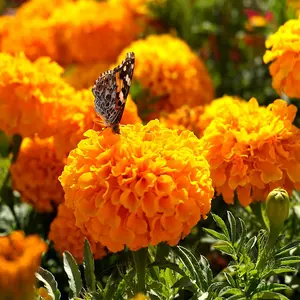 600 Pcs Marigold Seeds for Planting Indoor & Outdoor Gardening, Flower Seed for Planting Home and Garden
