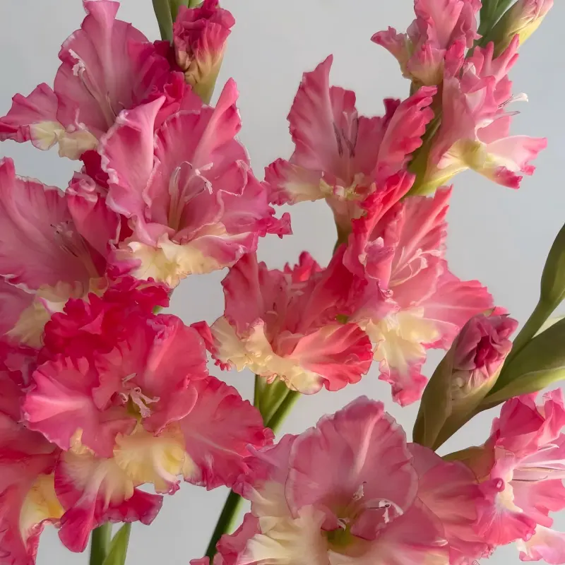Gladiolus Corms, Mixed Colors Sword Lily Flower Bulbs for Planting, Garden & Patio Cut Flower