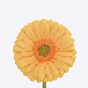 Gerber Mango - 50 Stem Bunch