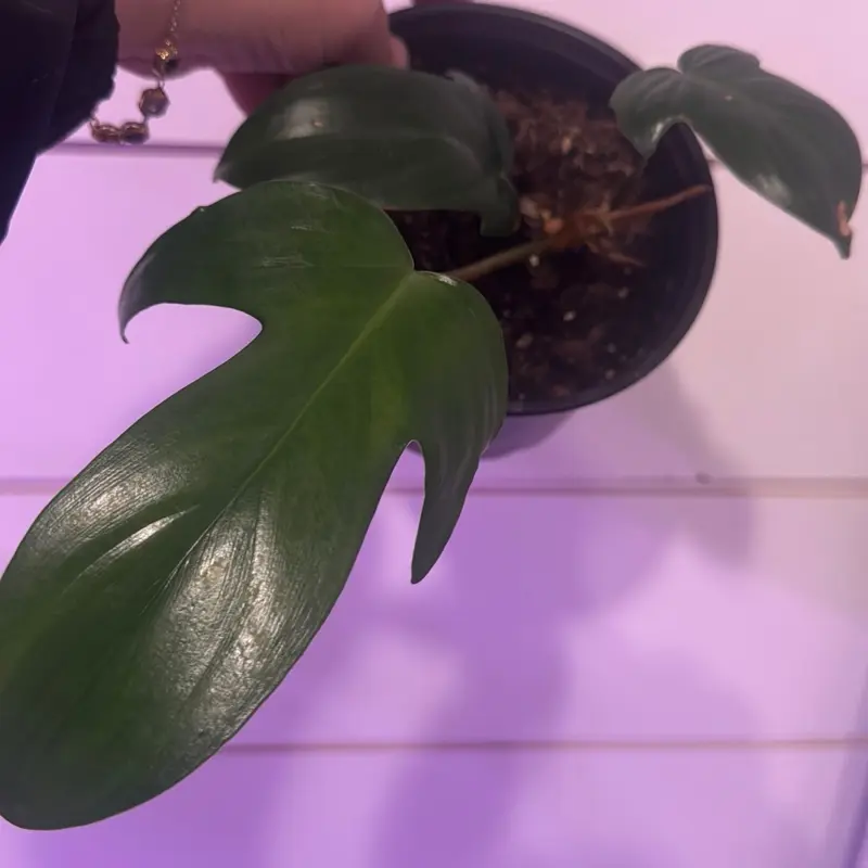 Florida green philodendron