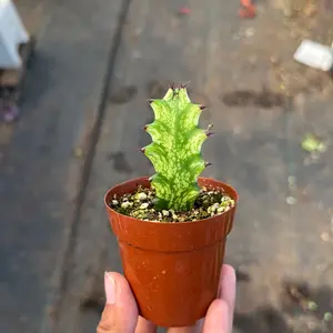 Euphorbia Trigona African Milk Tree Variegated Succulent Cactus 3 inch pot
