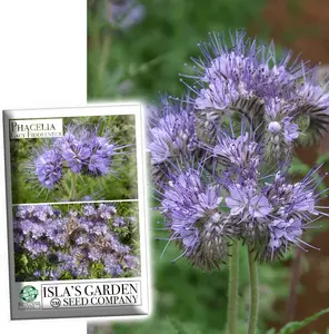 Phacelia Lacy Fiddleneck Flower Seeds for Planting, aka Purple Tansy, 300+ Seeds Per Packet, (Isla's Garden Seeds) Non GMO & Heirloom, Scientific Name: Phacelia Tanacetifolia, Great Home Garden Gift