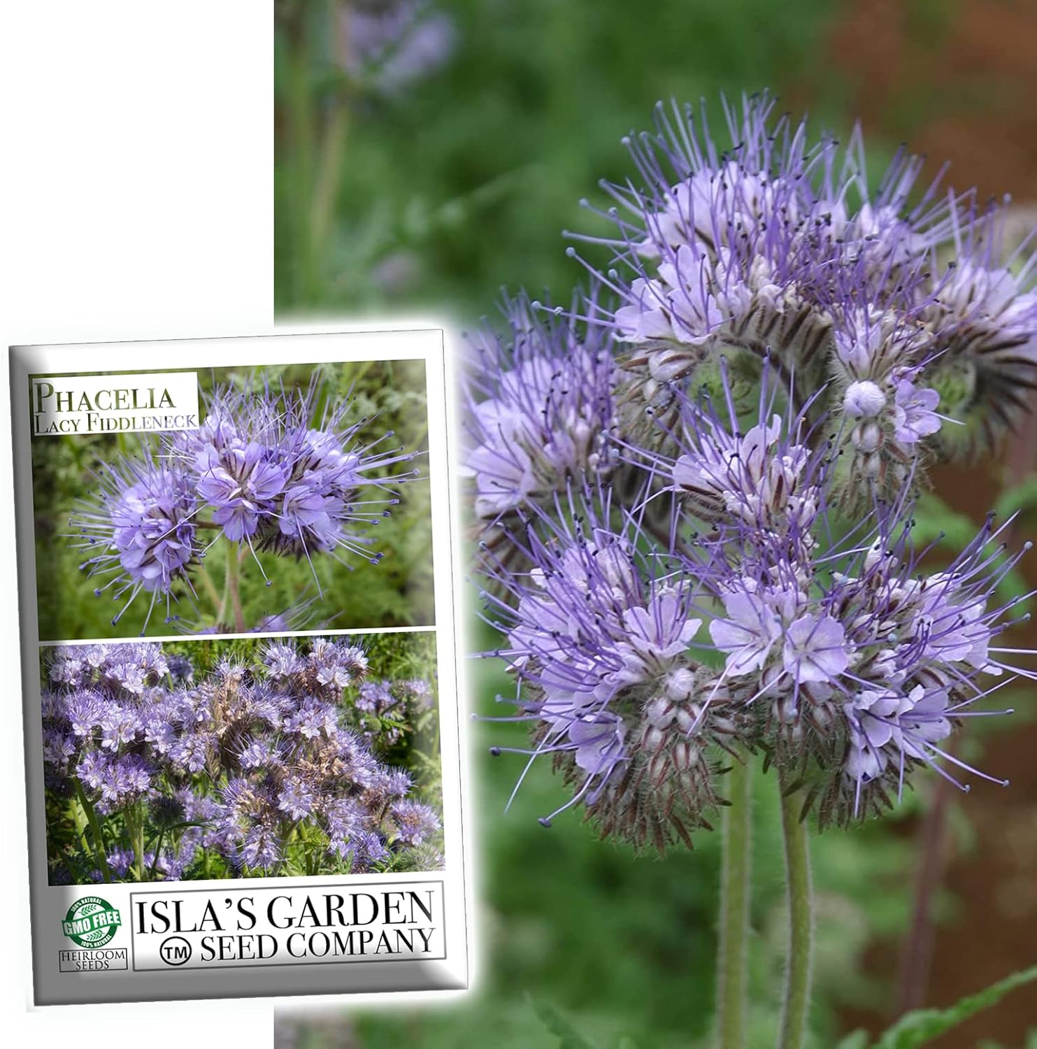 Phacelia Lacy Fiddleneck Flower Seeds for Planting, aka Purple Tansy, 300+ Seeds Per Packet, (Isla's Garden Seeds) Non GMO & Heirloom, Scientific Name: Phacelia Tanacetifolia, Great Home Garden Gift