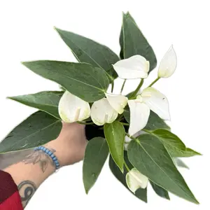 4” white Anthurium