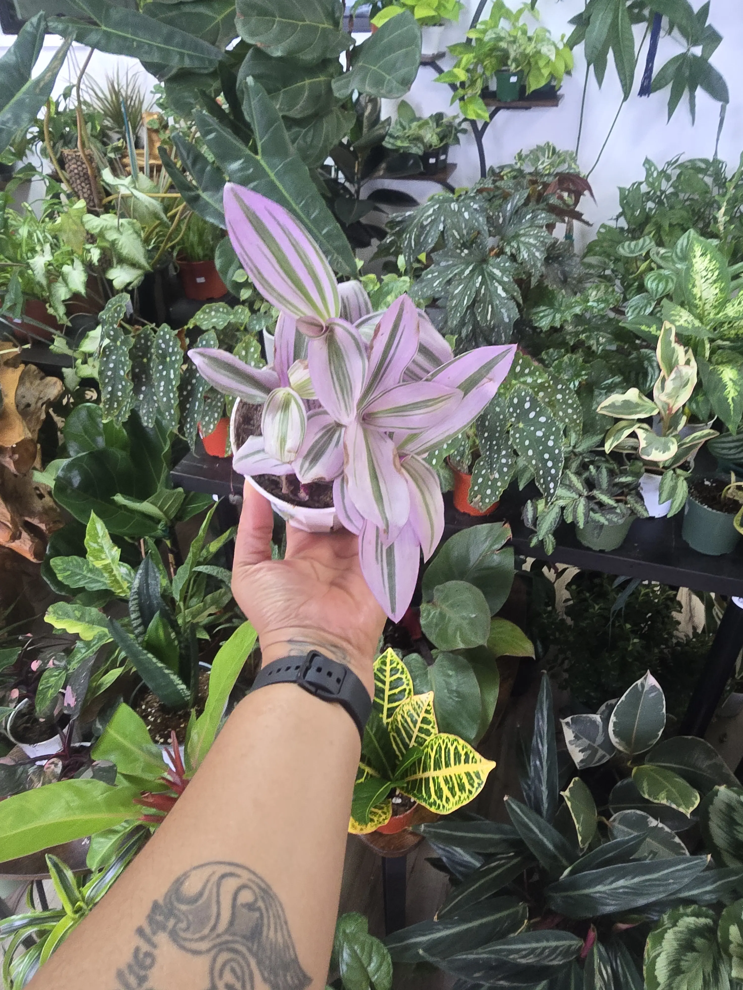 Tradescantia Nanouk 4 inch