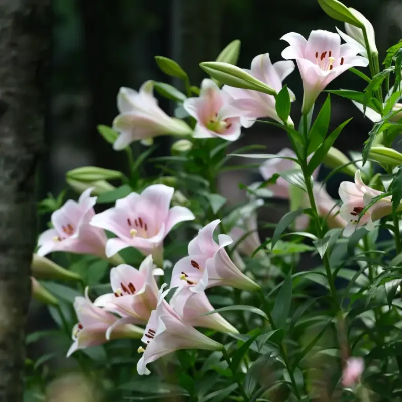 Pink Trumpet Lily Bulbs, Fragrant Perennial Lily Flower Bulbs for Planting, Large Blooming Flowers, Home Indoor Potted & Outdoor Garden Yard Decoration, Easy to Grow