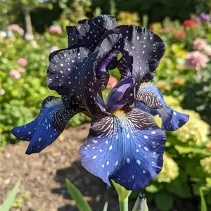 Galaxy Blue Iris Seeds 35 Unique Dark Blue Petals with White Speckles for Perennial Gardens All Seasons Full Sun Tolerant