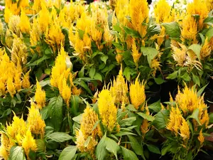 Golden Plume Celosia Seeds