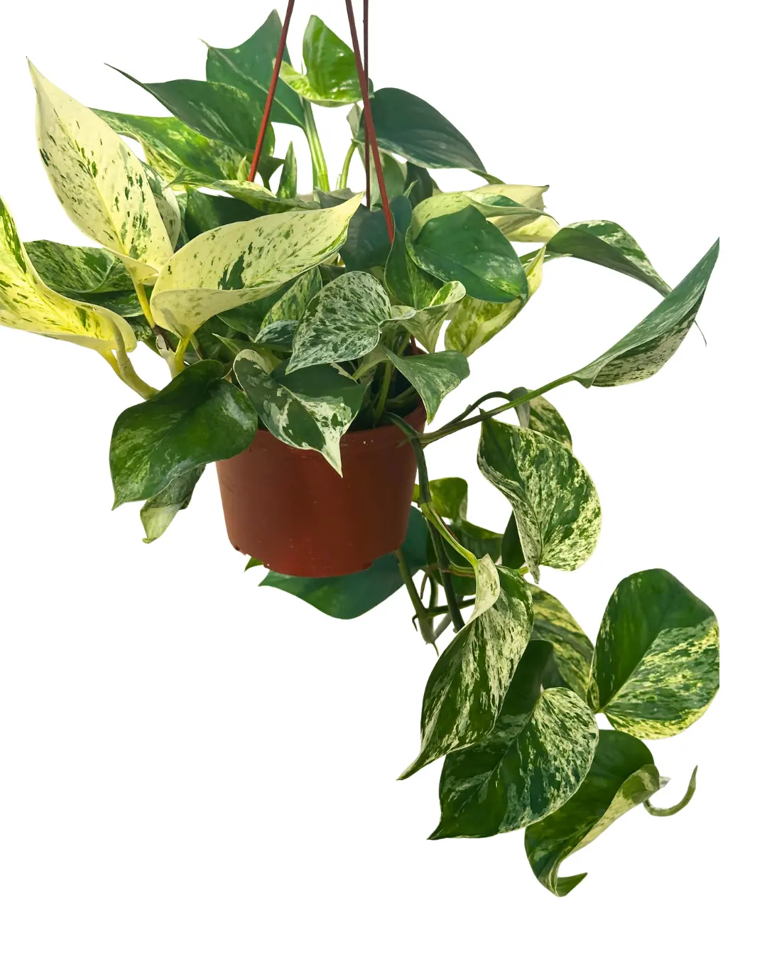 6" Marble Queen Pothos – Epipremnum Aureum Marble Queen – Live Plant