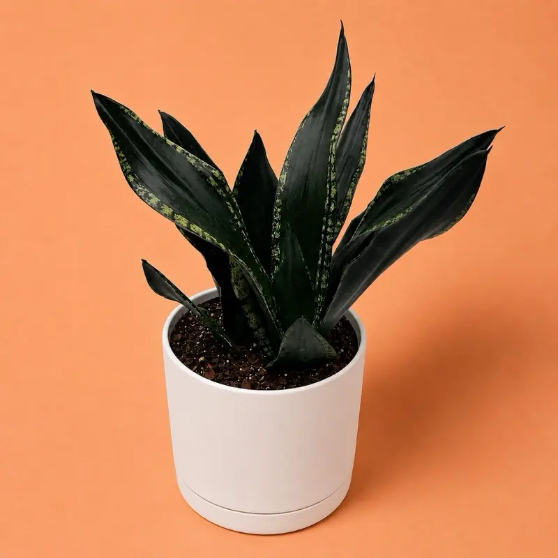 XL Sansevieria "Whitney" Live Tropical Succulent House Plant, 8-in Green Pot, Unique Sword-Shaped Leaves for Indoor Home Decor & Gardening
