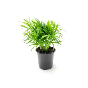 4"-pot of Parlor Palm, Neanthe Bella Palm, Chamaedorea elegans – Houseplants, Foliage Plants, Low Maintenance, Indoor Plants