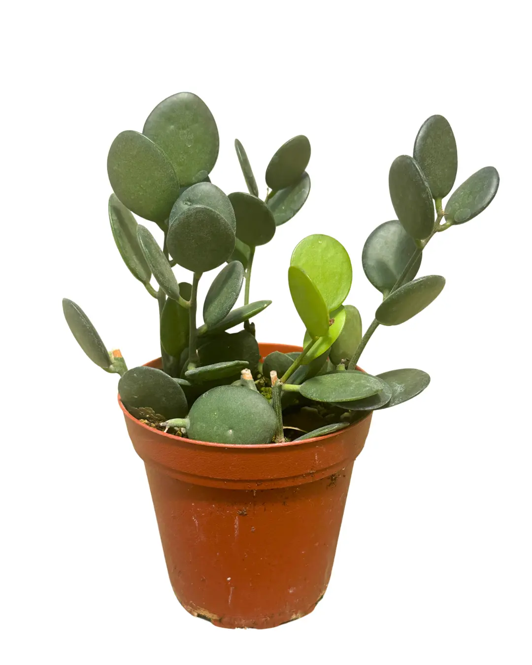 4" Silver Dollar Vine – Xerosicyos Danguyi – Succulent Live Plant