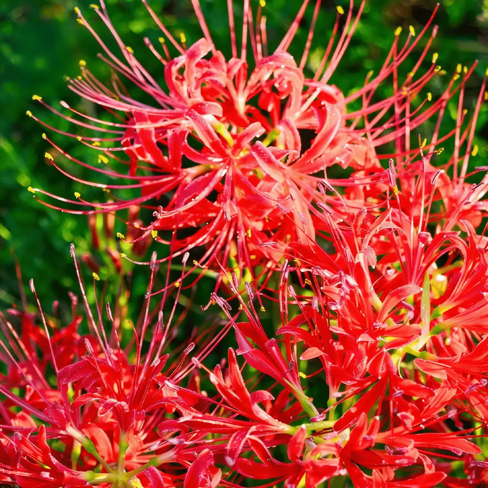 Red Spider Lily Lycoris Radiata Decorative Garden Bulbs Novice Friendly Planting Supplies