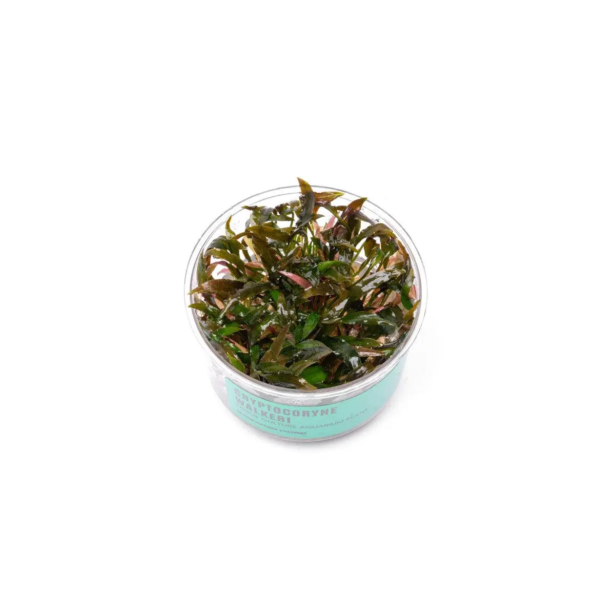 Cryptocoryne Walkeri UNS Tissue Culture