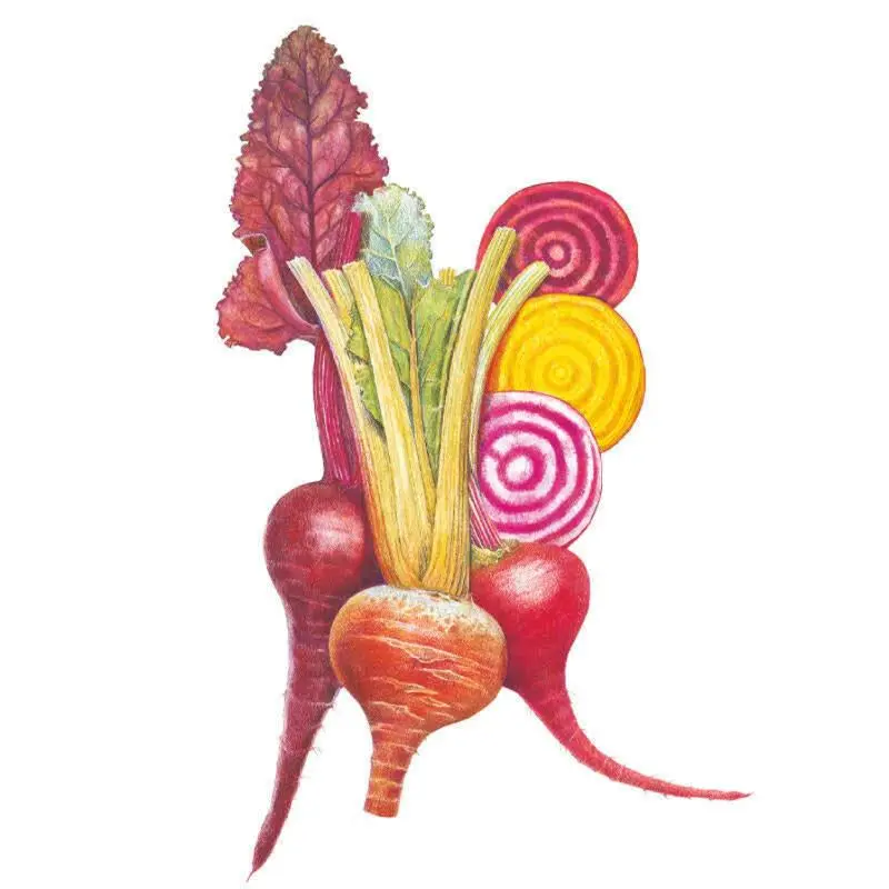 Gourmet Blend Beet Seeds Gourmet Blend Beet Seeds