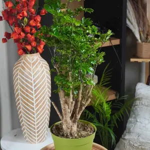 Ming Roble stump 6 in