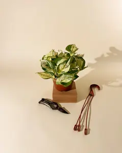 6" Epipremnum Aureum 'Manjula Compacta' (Hanging Basket)