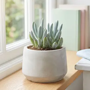 Senecio serpens - Mini Blue Chalksticks