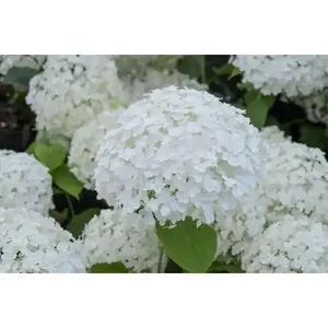 Hydrangea  - Annabelle, 4" pot (Root established)