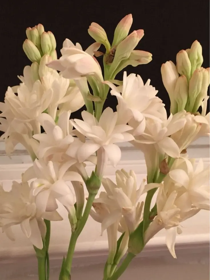 Pre-Sprouted Tuberose Bulbs - Queen of Night Fragrant Blooms, Easy-Grow Flower Bulbs for Full Sun Home Gardens, Ideal for New Gardeners